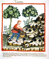 Nova 2644 f.28v Récolte de truffes, du Tacuinum Sanitatis Codex Vindobonensis